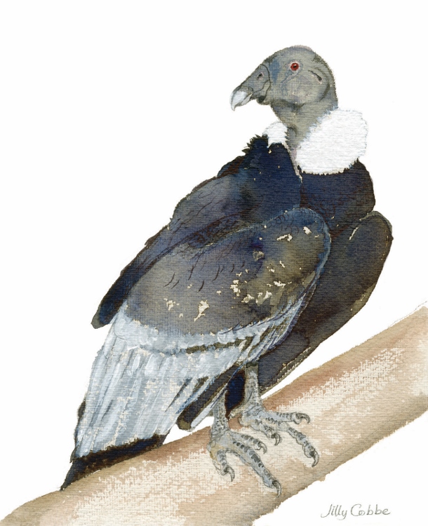 Painting of an Andean Condour by Artist Jilly Cobbe