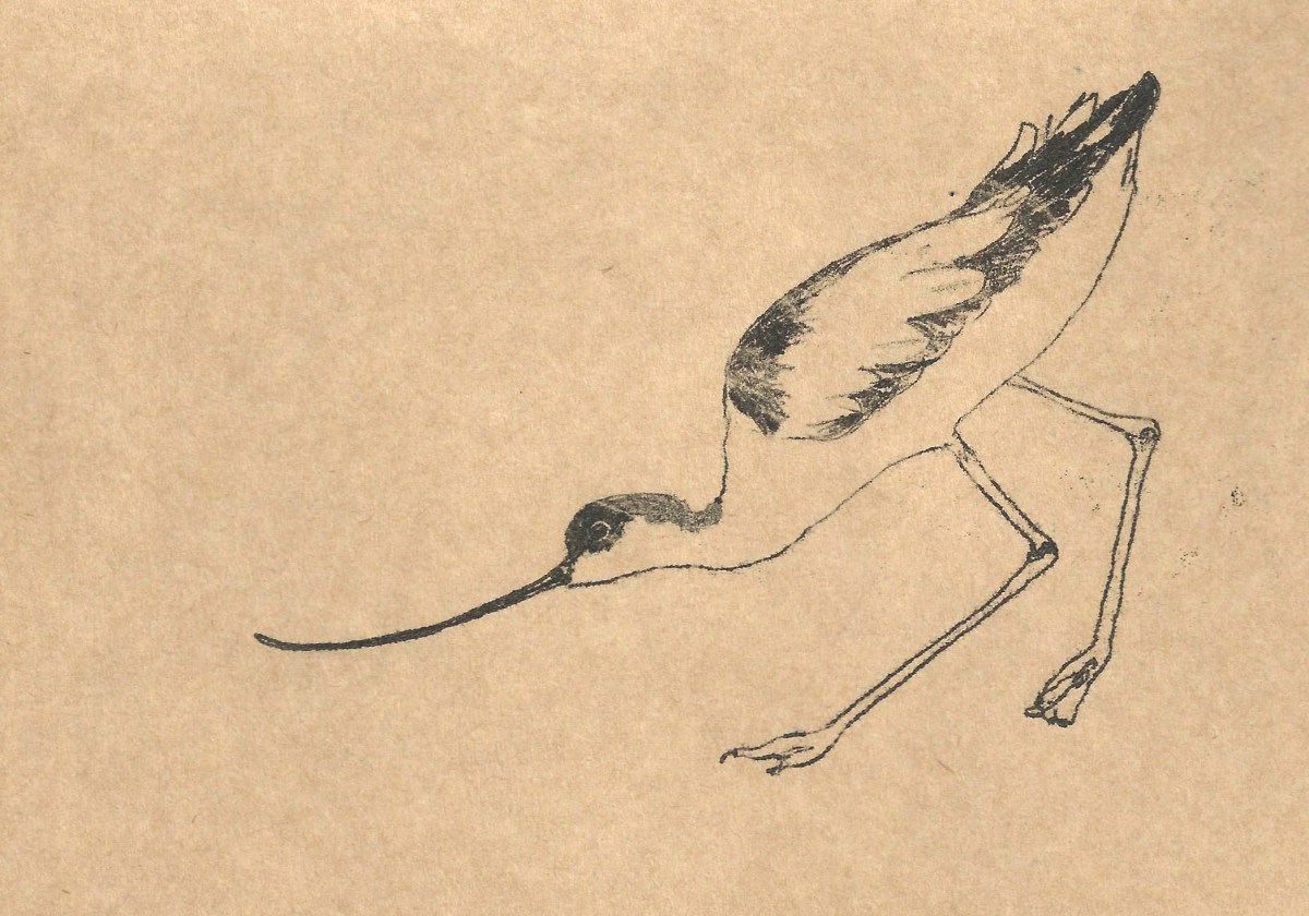 Drawing of an Avocet by Artist Jilly Cobbe