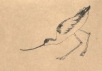 Drawing of an Avocet by Artist Jilly Cobbe