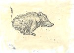 A drawing of a boar on the run by artist Jilly Cobbe