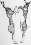 A detailed drawing of boxing hares by artist Jilly Cobbe