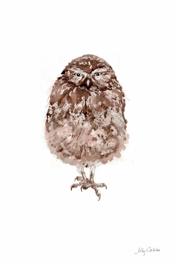 Painting of Burrowing Owl by Artist Jilly Cobbe