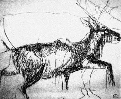 Drawing by artist Jilly Cobbe of a Caribour