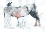 Drawing with colour of Ponies by artist Jilly Cobbe