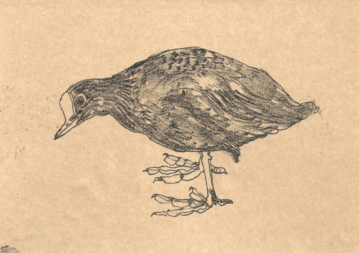 Drawing of a Coot by artist Jilly Cobbe