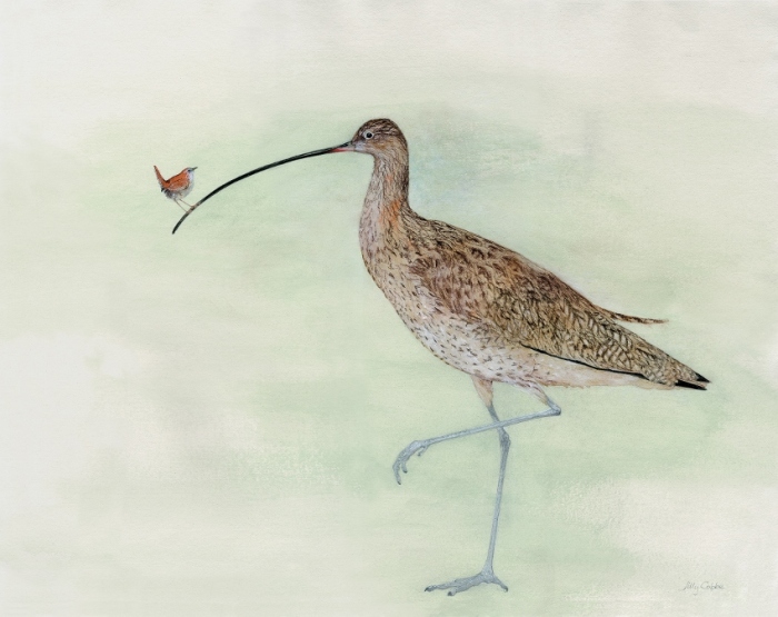 Painting of Birds - a Wren on a Curlew's beak by Artist Jilly Cobbe