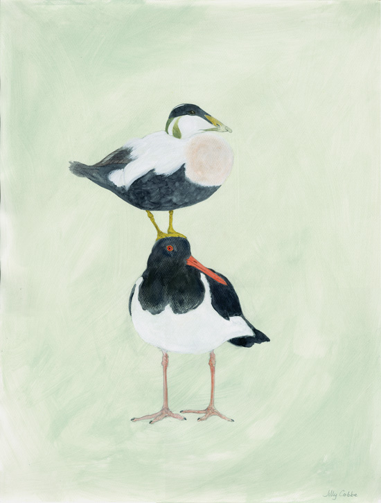 Painting of an Eider Duck atop an Oyster Catcher by artist Jilly Cobbe