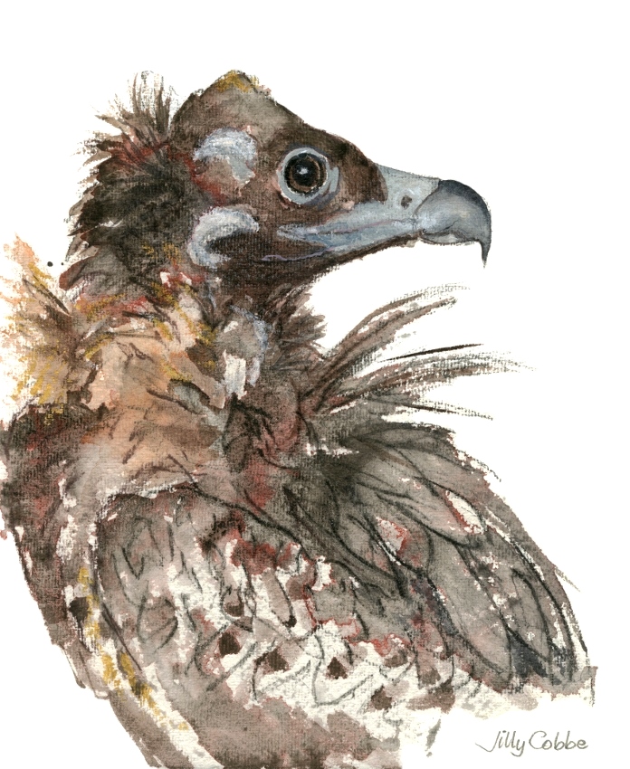 Painting of an Eurasian Black Vulture by Artist Jilly Cobbe