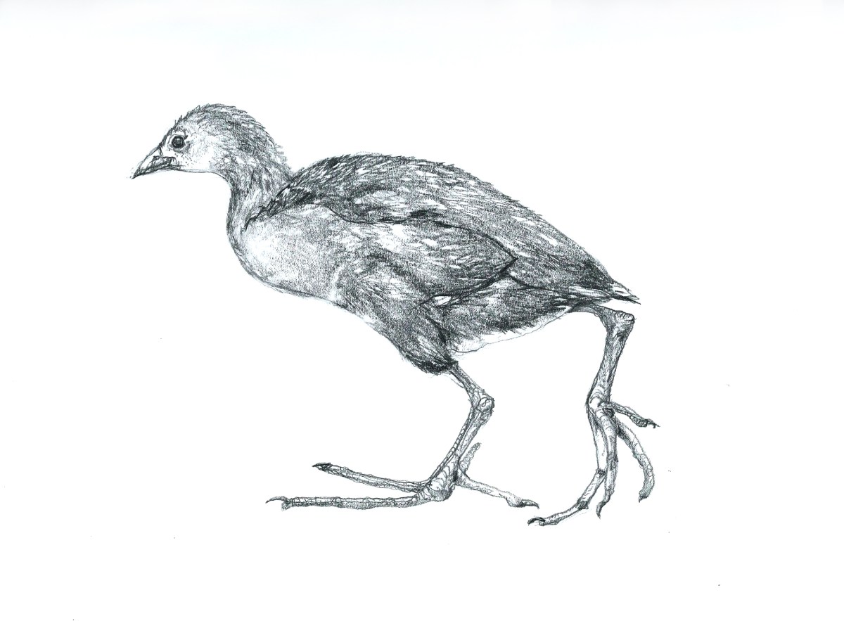 A drawing of a young Moorhen by artist Jilly Cobbe