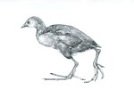 A drawing of a young Moorhen by artist Jilly Cobbe