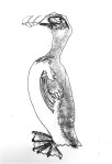 Drawing of a Great Auk Bird by artist Jilly Cobbe