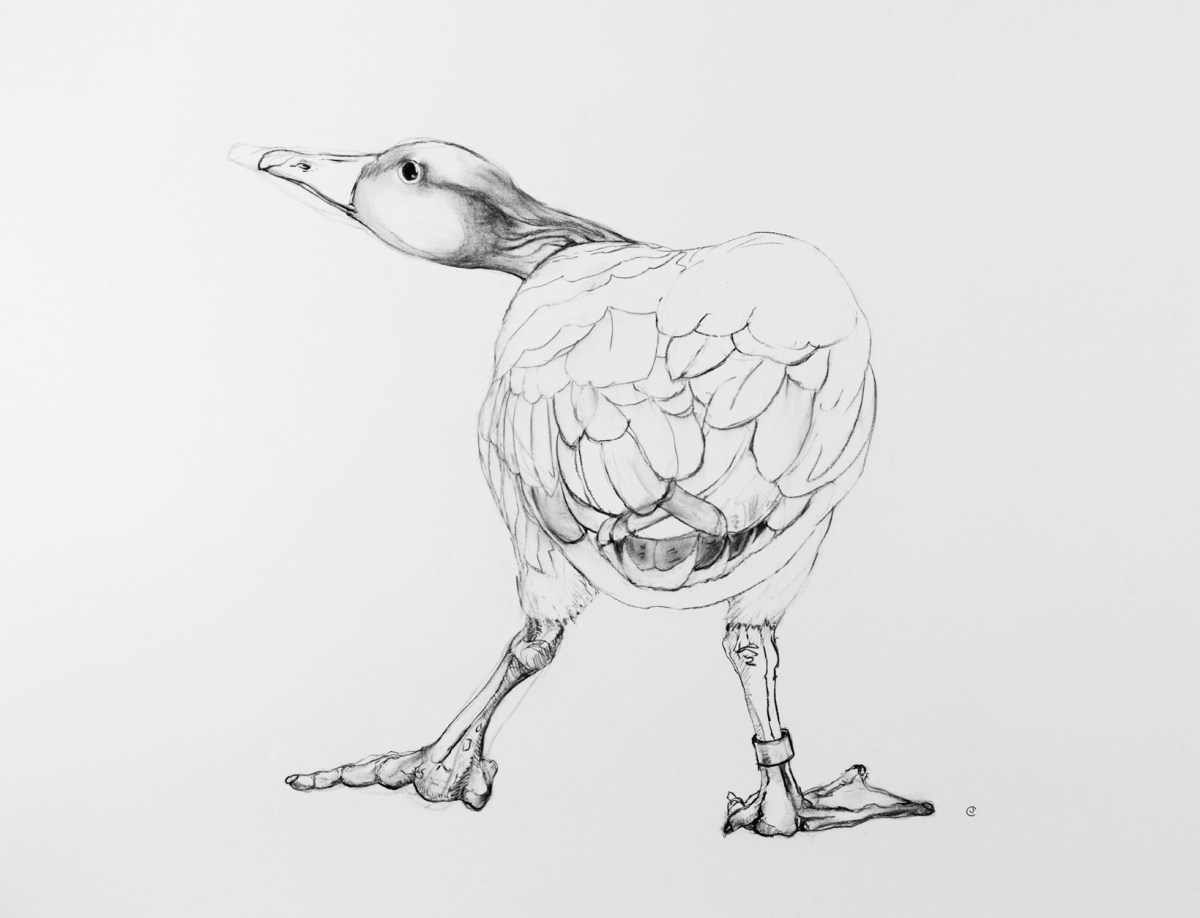 Goose Bird Drawing by artist Jilly Cobbe