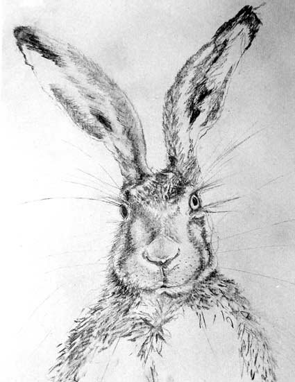 A drawing of a hare's head by artist Jilly Cobbe