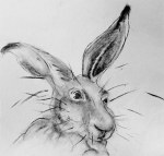 A character drawing of a hare by artist Jilly Cobbe