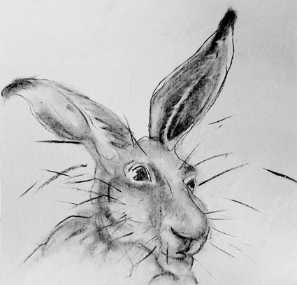 A character drawing of a hare by artist Jilly Cobbe