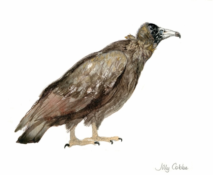 Painting of a Hooded Vulture by Artist Jilly Cobbe