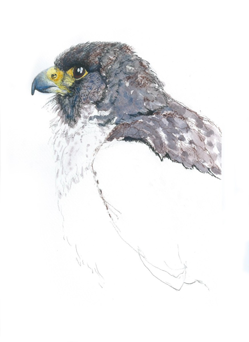 A detailed Painting of a Peregrine Head by artist Jilly Cobbe