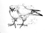 A Drawing of a Peregrine by artist Jilly Cobbe