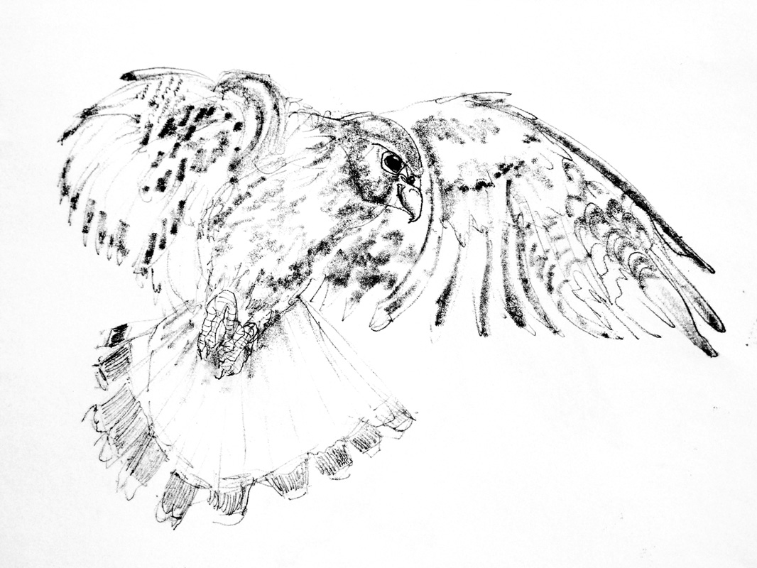 Drawing of a Peregrine in Flight