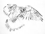 Drawing of a Peregrine in Flight