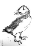 Puffin Bird Art Drawing by artist Jilly Cobbe