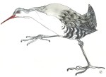 Drawing of a Rail Bird stepping out by artist Jilly Cobbe
