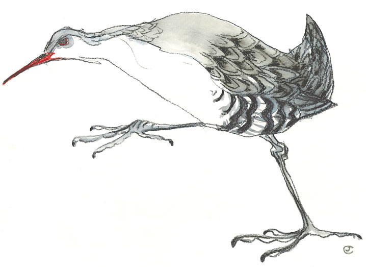 Drawing of a Rail Bird stepping out by artist Jilly Cobbe