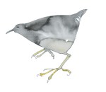 A Painting of a Rail bird by artist Jilly Cobbe