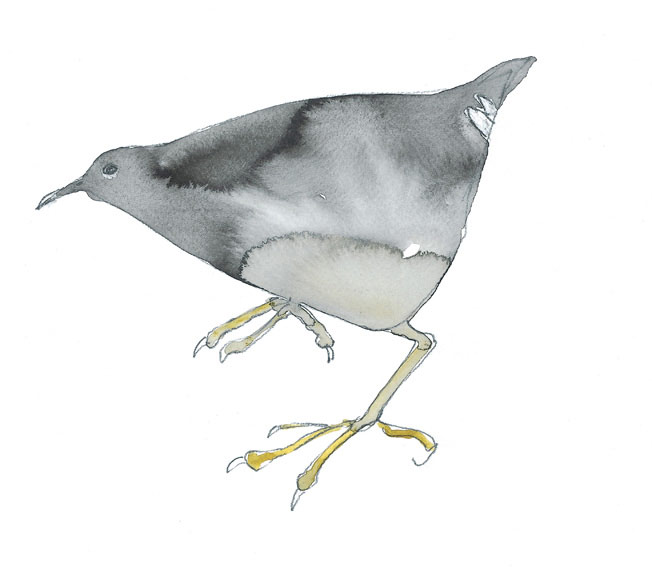 A Painting of a Rail bird by artist Jilly Cobbe