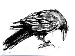 Drawing of a Raven by artist Jilly Cobbe
