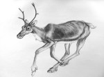 Detailed Drawing of a Deer running by artist Jilly Cobbe