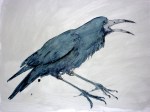 A painting of a Rook Crowing by artist Jilly Cobbe