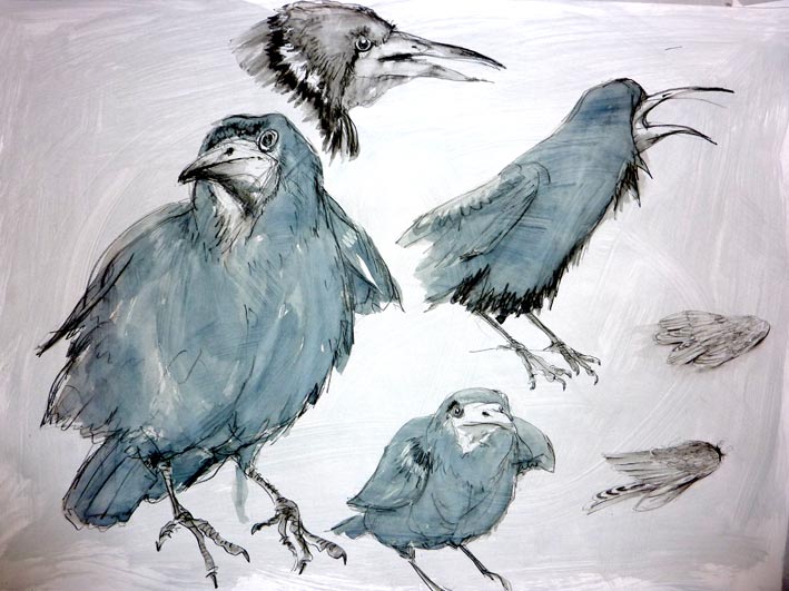 A selection of drawings of Ravens by artist Jilly Cobbe