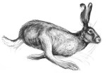 A detailed drawing of a running hare by artist Jilly Cobbe
