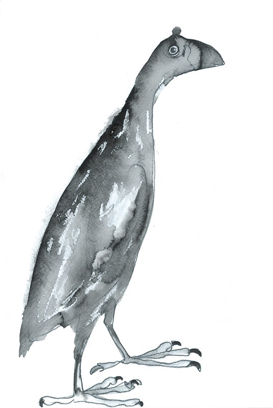 Painting of a Swamphen by artist Jilly Cobbe