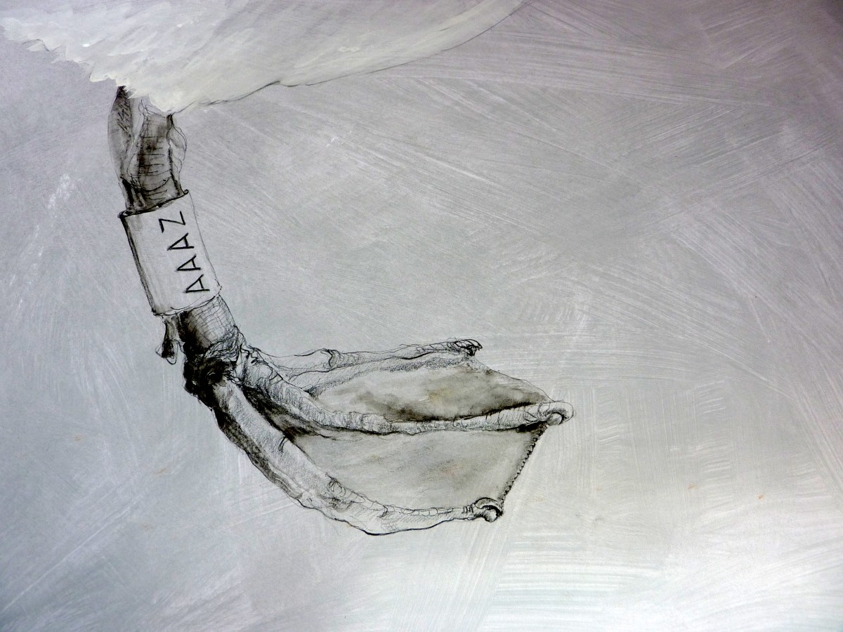 Drawing of a swan foot in detail by artist Jilly Cobbe