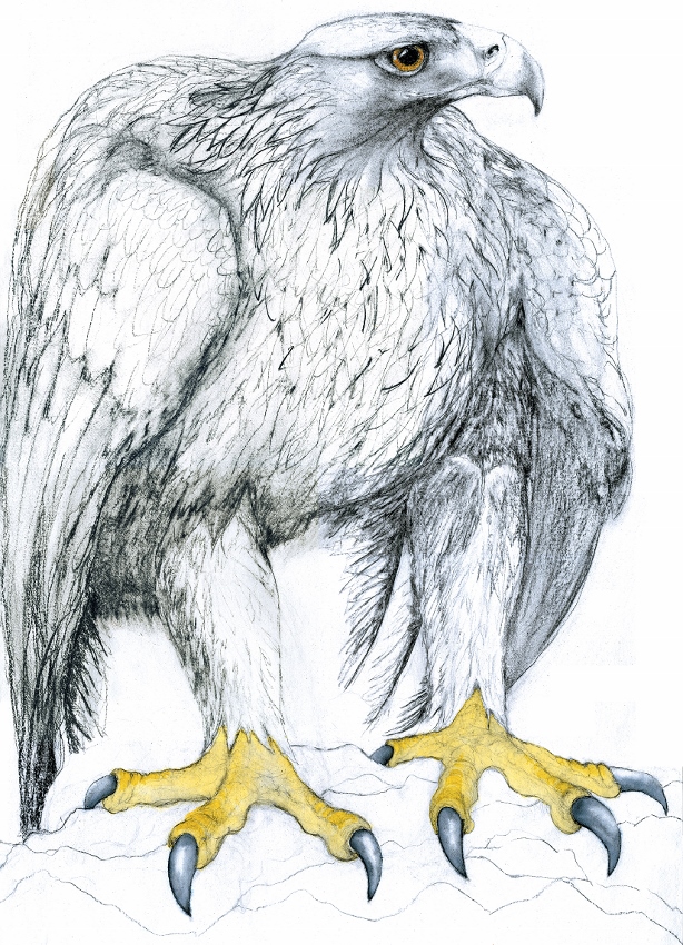 Drawing of an Eagle by artist Jilly Cobbe