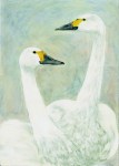 Painting of Bewick Swans by artist Jilly Cobbe