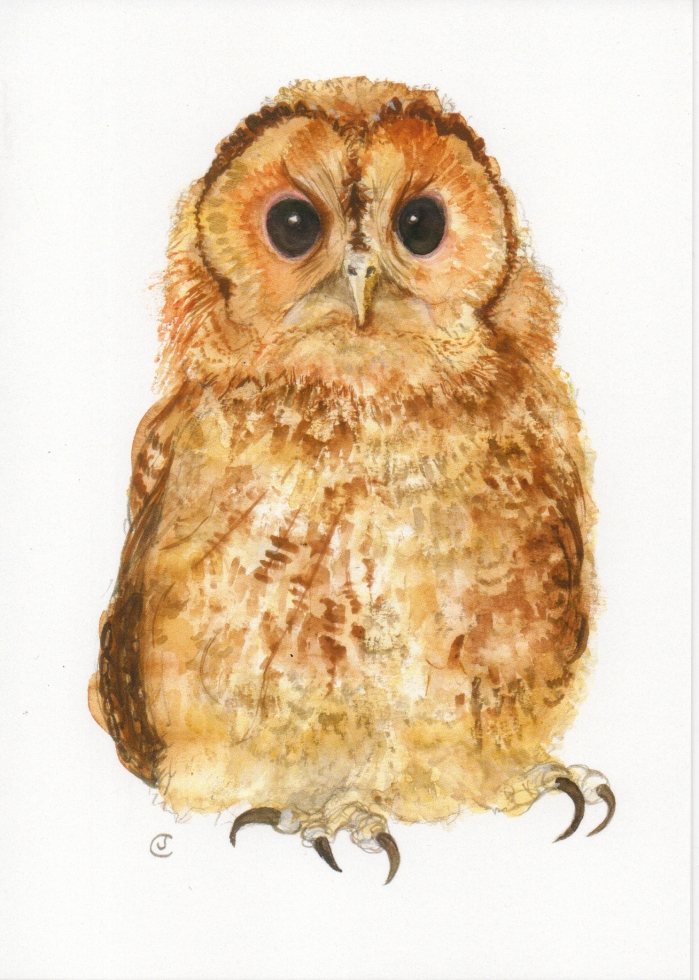 Painting of a Tawny Owl by artist Jilly Cobbe