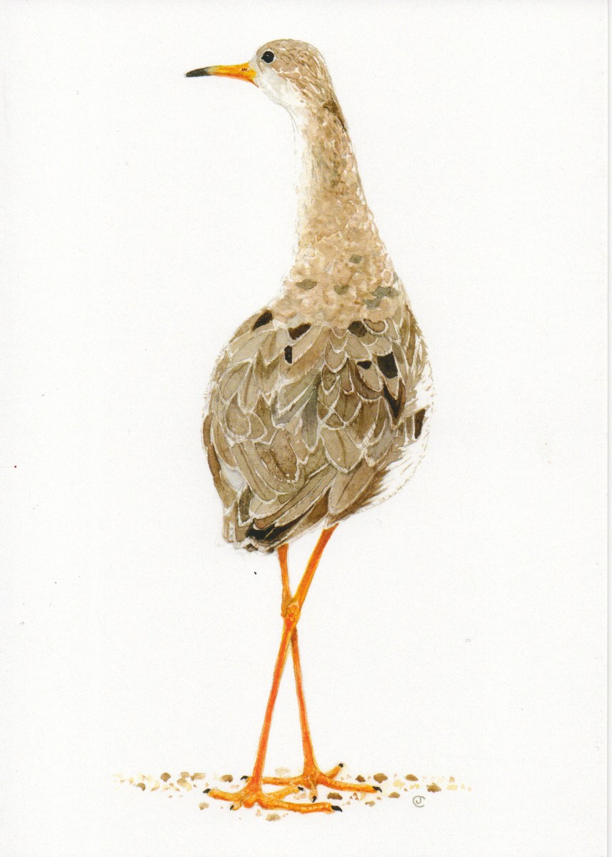 Painting of a water bird by artist Jilly Cobbe